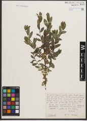 Foto von Salix phylicifolia L. x Salix repens L.